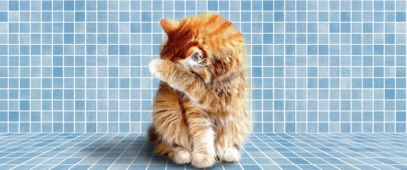 Piscina e animali: attenzione a come invernate la vostra piscina